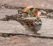 White throated Sparrow